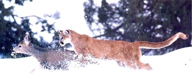 Cat Eats Deer